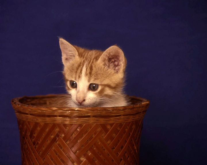 Kitten in a Basket, Greece - Steve Outram