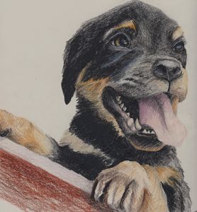 Rottweiler Puppy - PatriciaHiltz - Drawings & Illustration, Animals, Birds,  & Fish, Dogs & Puppies, Rottweiler - ArtPal