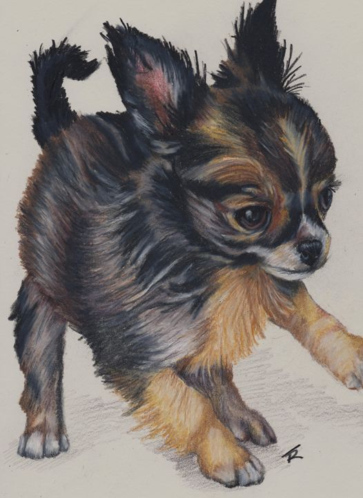 Long Haired Chihuahua Paws Portraits By Theresa Drawings