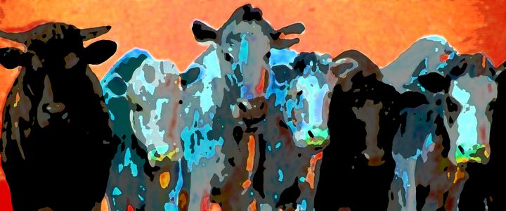 Cool Cows - Our Vanishing West