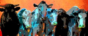 Cool Cows - Our Vanishing West