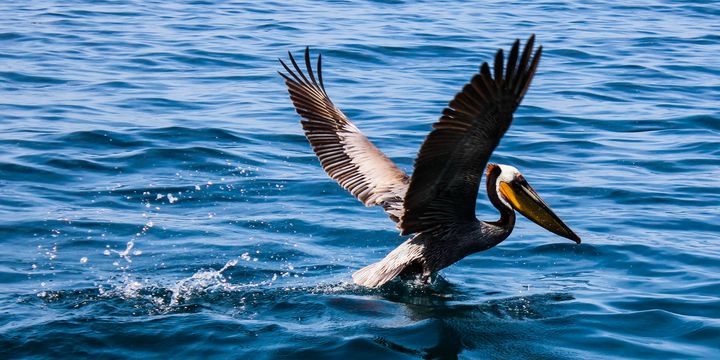 Pelican Takes Flight - Marc Howard