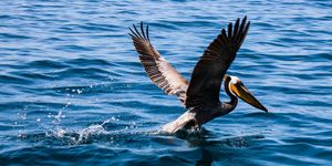 Pelican Takes Flight