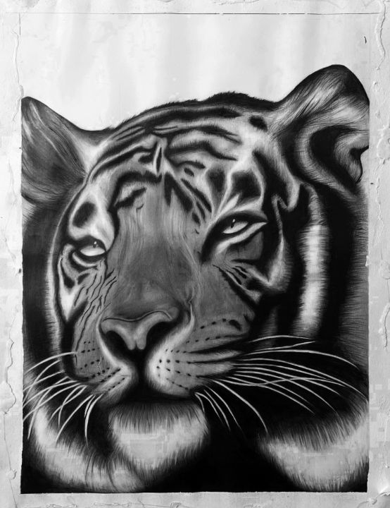 Drawing Tiger - Smail Jr