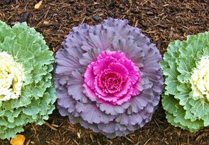 Triad of Cabbages