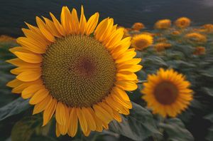 Sunflower in sunlight