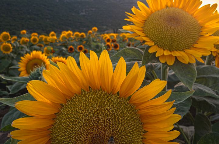Sunflowers in sunlight - MigoPhotos