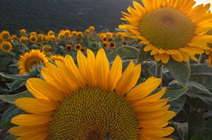 Sunflowers in sunlight