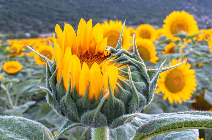 Sunflowers field - MigoPhotos