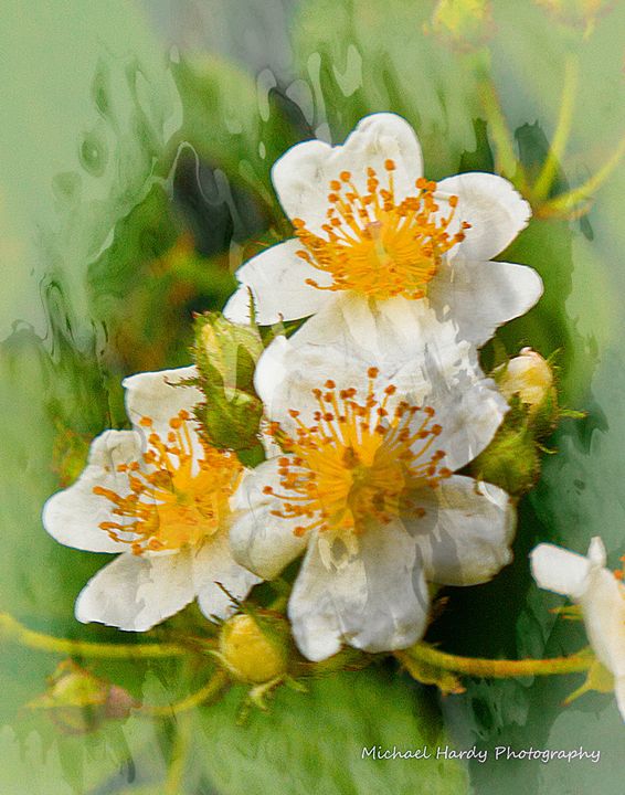 flower abstract Michael Hardy Photography Digital Art, Flowers