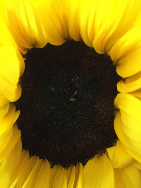 Just like a sunflower. - Dare to be different