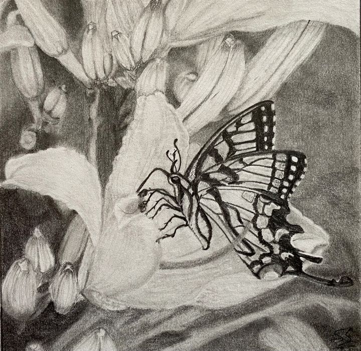 Bubbly Butterfly - Shwetha shiranthadka