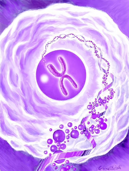 The DNA, the chromosome and the cell - CORinAZONe
