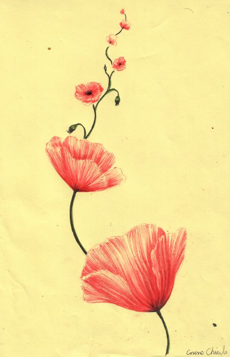 Red poppy flowers - CORinAZONe