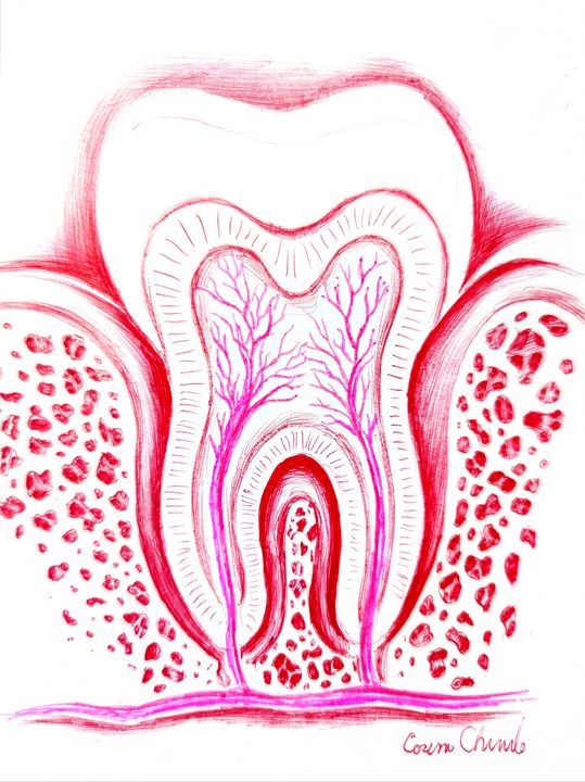 Tooth structure - CORinAZONe