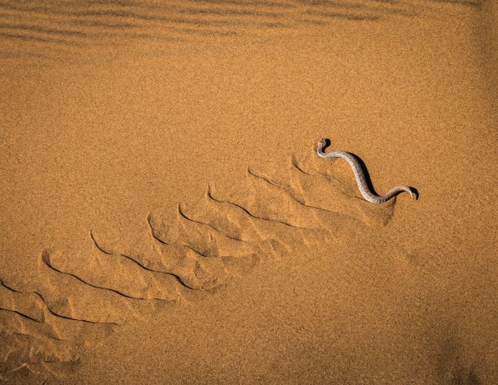 A Peringuey's Adder / Sidewinder - Lyl Dil Creations - Photography ...