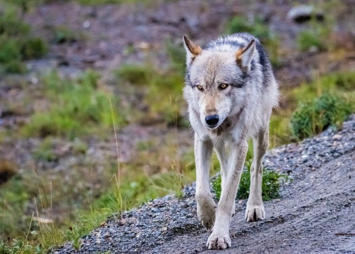 Grey wolf in Denali NP, Alaska - Lyl Dil Creations - Photography ...