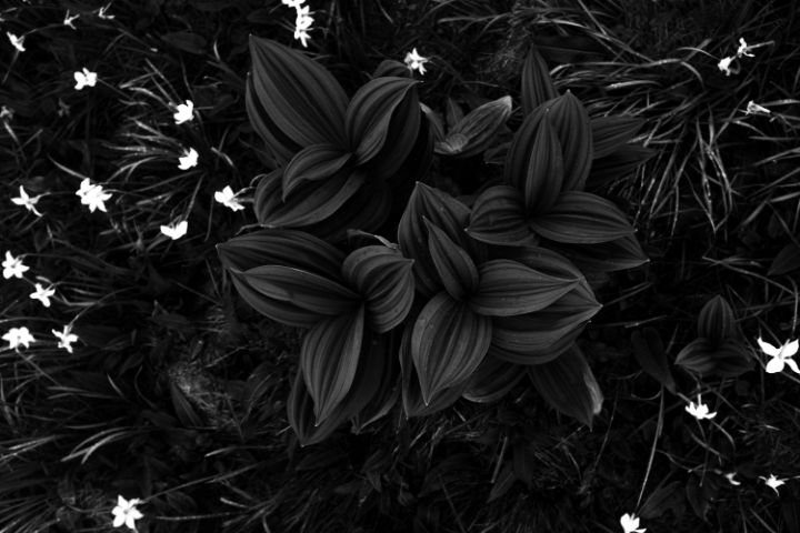 black flowers - lifeslice