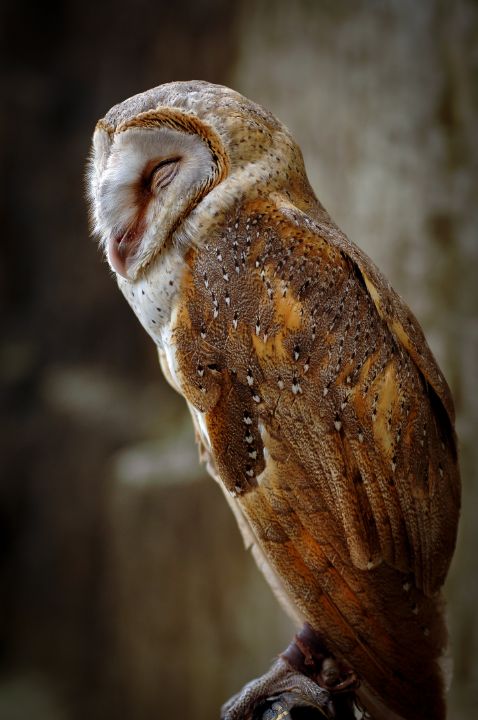 sleeping owl - lifeslice