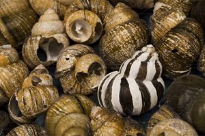 Vandiveer Shells 3 - Amanada Sabel