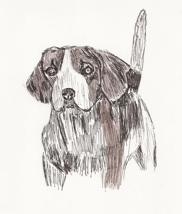 beagle dog - Tony Antoniou