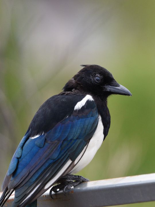 Medium Blue Magpie Feathers
