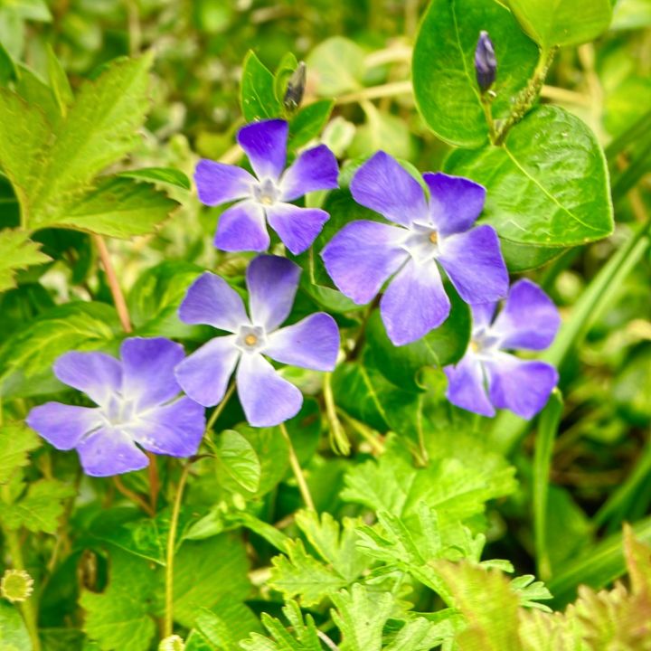 Hairy violet flowers Tara’s designs Photography, Flowers, Plants