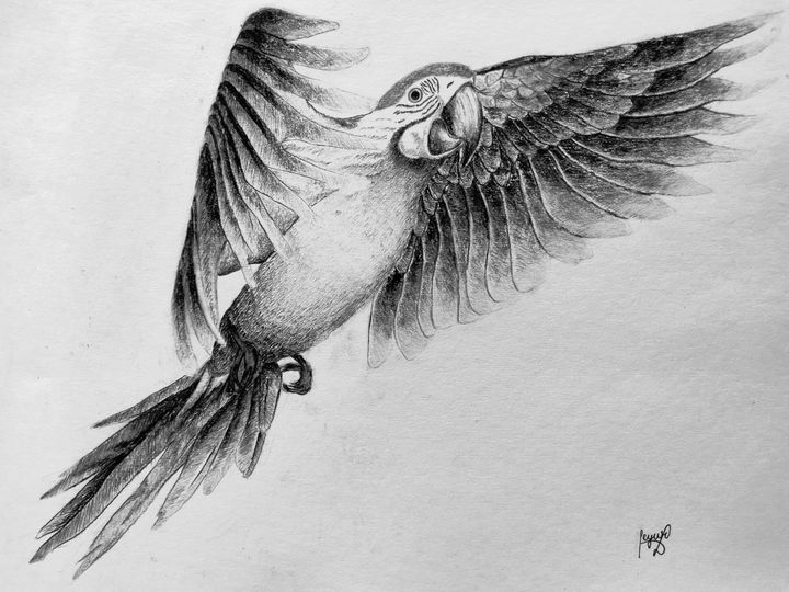 Drawing a parrot with a ballpoint pen. | Ekaterina B | Skillshare