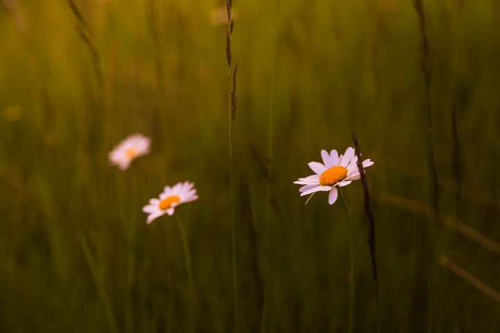 Flowers - Kron Krasniqi Photography