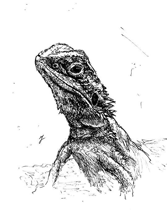 Bearded Dragon Sketch WIP 2 by ObsessionGecko on DeviantArt