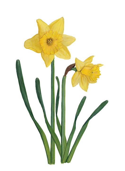 Daffodils - Deborah Rawles Art and Photography