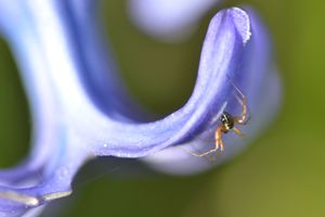 Incy wincy bluebell