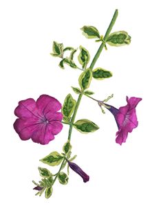 Morning Glory