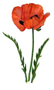 Poppy