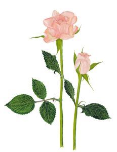 Roses