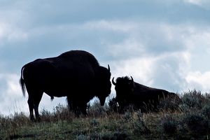 Where the Buffalo Roam - Nena Trapp Photography