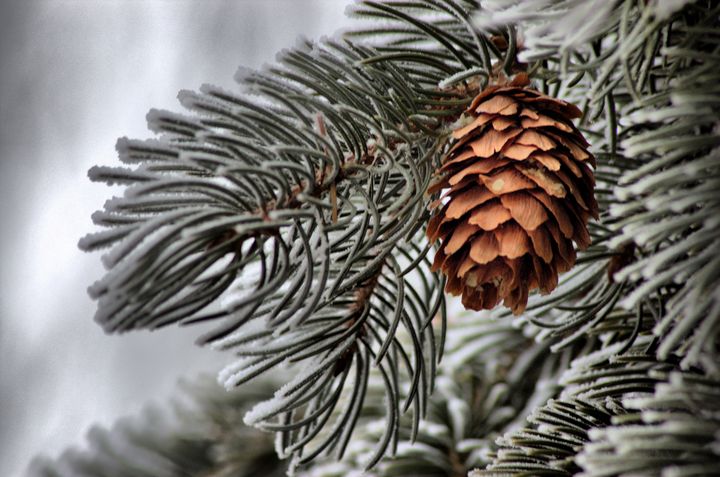 Winter Pine - Nena Trapp Photography