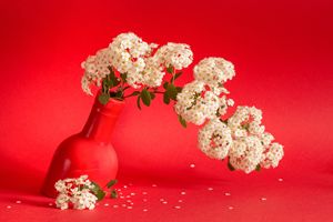 Spiraea white flowers on coral red