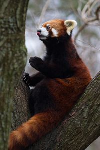 Red Panda in a Tree