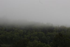 Summer Fog