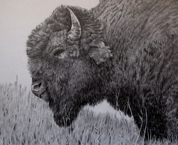 Tatonka Pencil By Nail Drawings Illustration Animals Birds Fish Buffalo And Bison Artpal