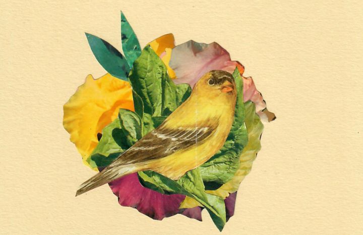 Bird in Paradise - Natalie Bradford Art
