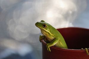 Frog in a cup