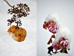 Winter Flowers
