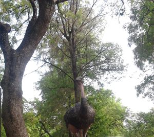 Ostrich