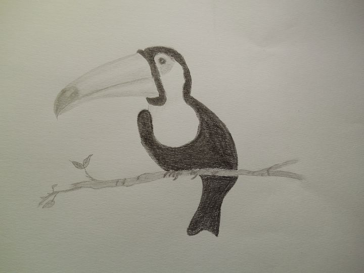 Toco toucan Bird Drawing Parrot png download - 512*512 - Free Transparent  Toco Toucan png Download. - CleanPNG / KissPNG