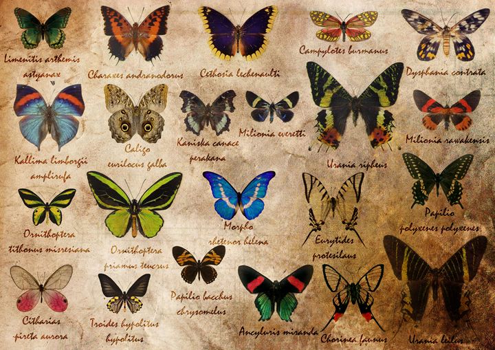Butterfly ancient collection Gabriele Argento Digital Art, Animals