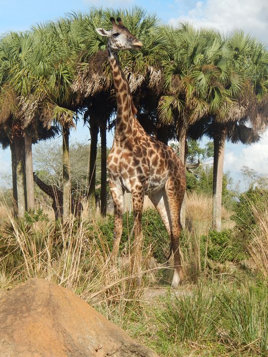 Giraffe - Breanna