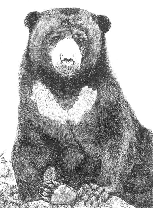 Malayan sun bear (Beruang Madu) Nasir Nadzir Drawings