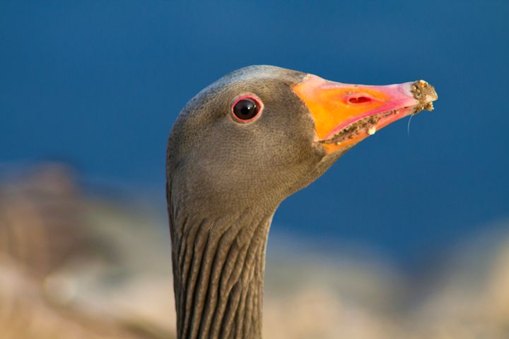 Wild geese - Simon Hark - Photography, Animals, Birds, & Fish, Birds ...